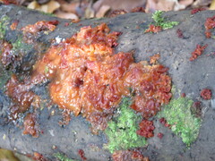 Tremella