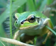 Hyla japonica