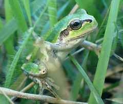 Hyla japonica