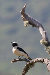Oenanthe hispanica