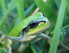 Hyla japonica