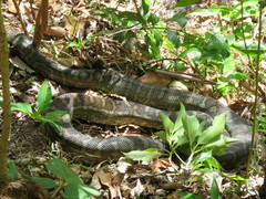 Morelia spilota