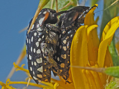 Oxythyrea marginalis