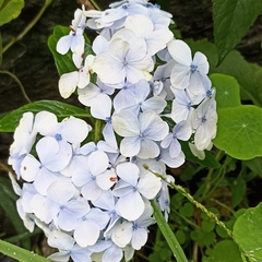 Hydrangea