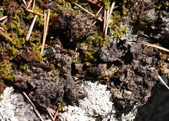 Umbilicaria torrefacta