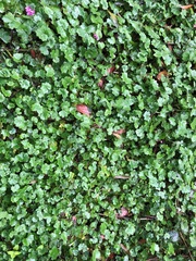 Hydrocotyle laxiflora