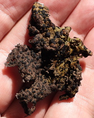 Umbilicaria torrefacta