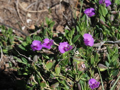 Polygala amatymbica