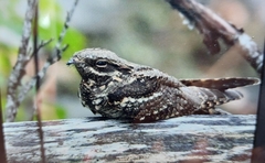 Caprimulgus europaeus