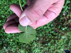 Hydrocotyle laxiflora