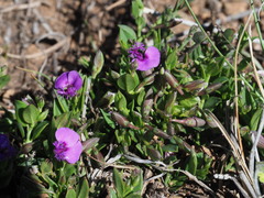 Polygala amatymbica
