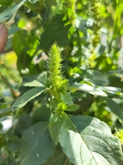 Amaranthus powellii