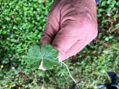 Hydrocotyle laxiflora