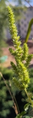 Amaranthus powellii