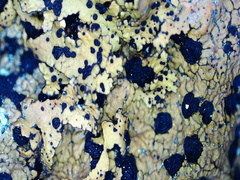 Umbilicaria torrefacta