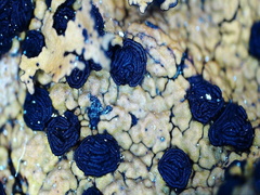 Umbilicaria torrefacta