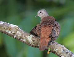 Columbina talpacoti