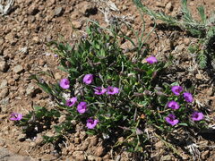 Polygala amatymbica