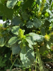 Amaranthus powellii