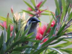 Meliphaga lewinii