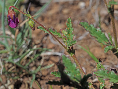 Hermannia coccocarpa