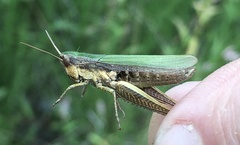 Chorthippus dorsatus