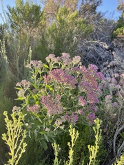 Pluchea odorata odorata