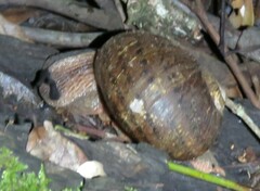 Hedleyella falconeri