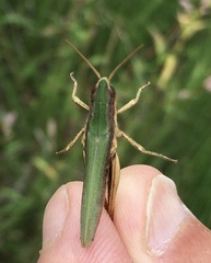 Chorthippus dorsatus