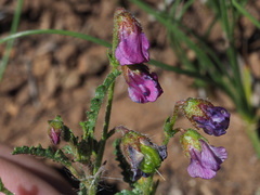Hermannia coccocarpa