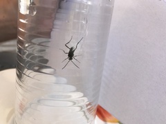 Evania appendigaster