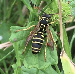 Polistes nimpha