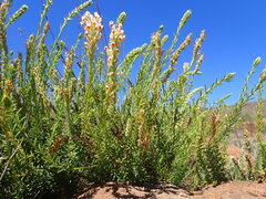 Hebenstretia integrifolia