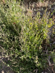 Atriplex prostrata