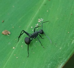 Polyrhachis armata