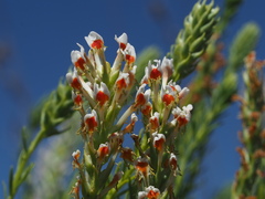 Hebenstretia integrifolia