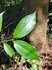 Cryptocarya chinensis