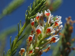 Hebenstretia integrifolia