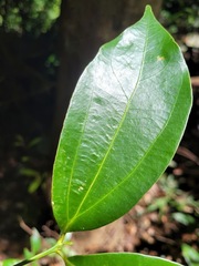 Cryptocarya chinensis