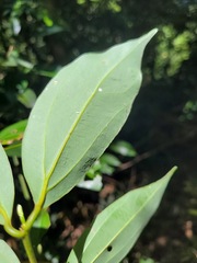 Cryptocarya chinensis