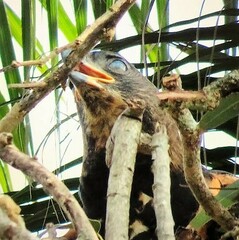 Stephanoaetus coronatus