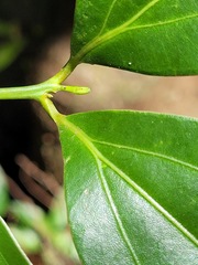 Cryptocarya chinensis