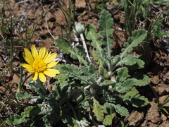 Arctotis arctotoides