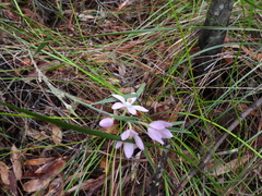 Eriostemon australasius