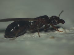 Pheidole