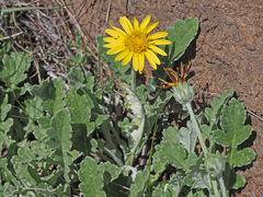 Arctotis arctotoides