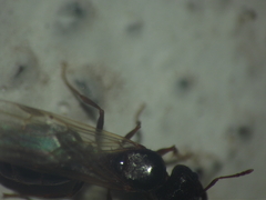 Pheidole