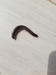 Ommatoiulus sabulosus