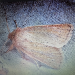 Denticucullus pygmina