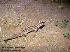 Teratoscincus keyserlingii